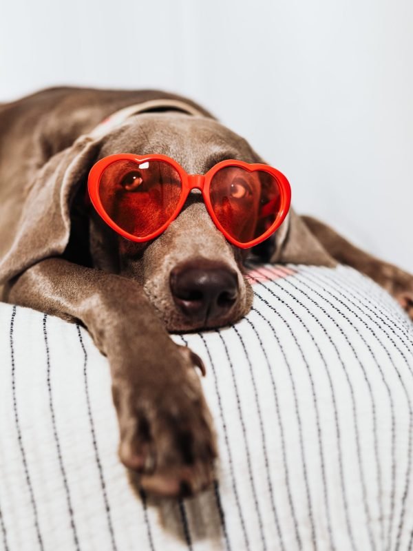 pet-products-dog-cat-accessories Dog and cat with pet accessories and everyday care products in a home setting.